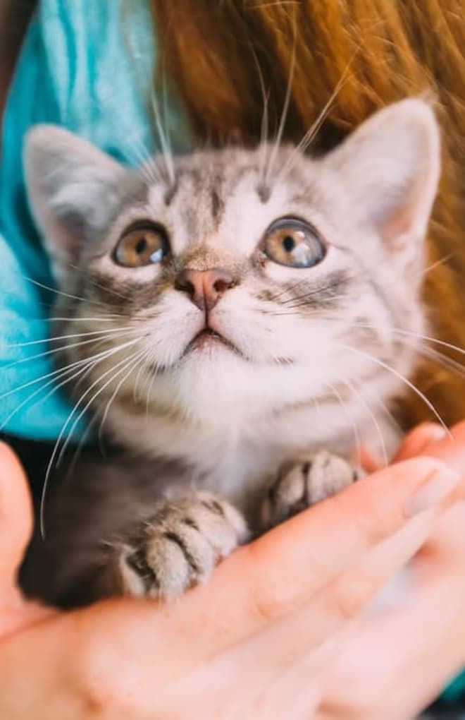 cute cat featured