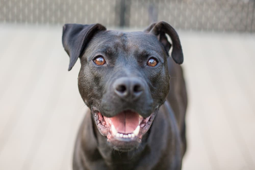 Happy dog at a daycare in Miami