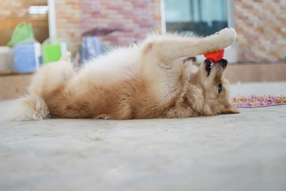 Dog playing with ball indoors