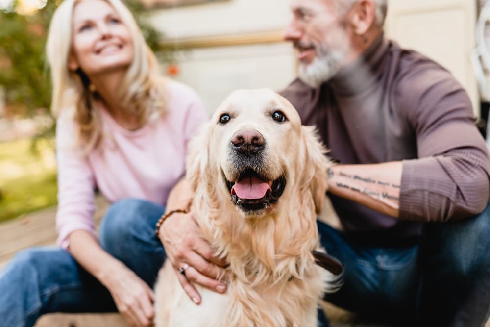 Senior dog with sweet couple