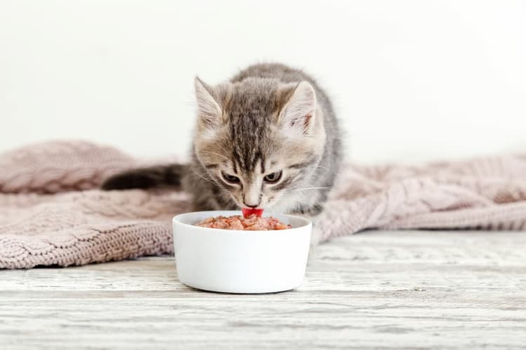 Kitten eating food