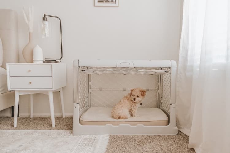 Dog in modern crate