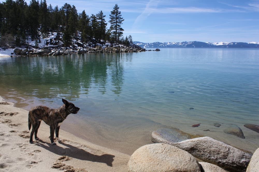 10 Best Dog Friendly Beaches in Lake Tahoe