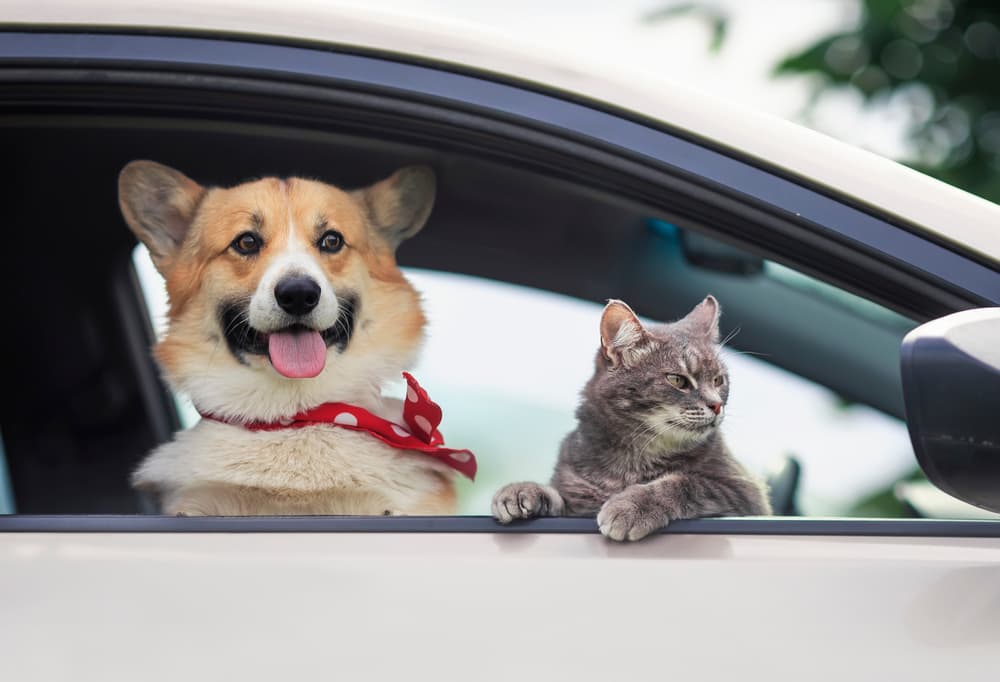Cute dog and cat peering out window of parked car